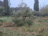  1493159-3418annonce320221214u9k5T.jpeg Maisons Open