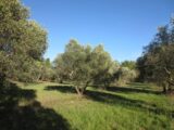  1487464-609annonce120221206Gzem1.jpeg Maisons Open