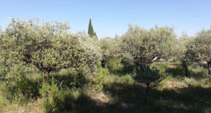 Draguignan Terrain à bâtir - 1437227-9911annonce120220929Bld0J.jpeg Maisons Open