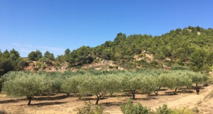 Bize-Minervois Terrain à bâtir - 1532991-10167annonce1202302034aqFq.jpeg Maisons Open