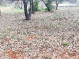  1564714-2970annonce320230315Pf1TW.jpeg Maisons Open