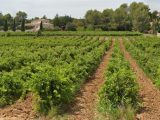  1592280-7048annonce220230419G2AmT.jpeg Maisons Open