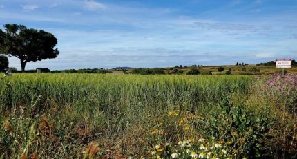 Marseillan Terrain à bâtir - 1627854-3243annonce2202306110TF7G.jpeg Maisons Open