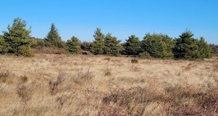 Pollestres Terrain à bâtir - 1590265-4671annonce12023041772BB3.jpeg Maisons Open