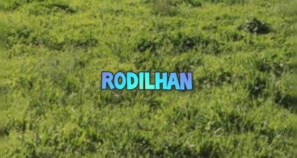 Rodilhan Terrain à bâtir - 1643342-3243annonce120230224ThsTO.jpeg Maisons Open