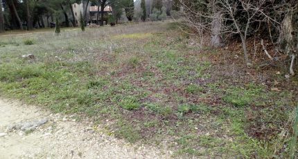 Cadenet Terrain à bâtir - 1653043-7066annonce220230719IpWzG.jpeg Maisons Open