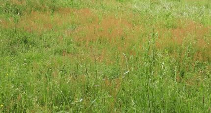 Seiches-sur-le-Loir Terrain à bâtir - 1655838-5529annonce120230724nX3hH.jpeg Maisons Open