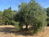 1665367-7060annonce520230820lvnV6.jpeg Maisons Open