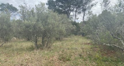 Lorgues Terrain à bâtir - 1673385-9599annonce120230901TJ0wf.jpeg Maisons Open