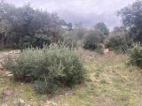  1799475-10840annonce120240227lKAOK.jpeg Maisons Open