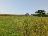  1758858-10558annonce120230908eltHe.jpeg Maisons Open