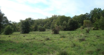 Castelnou Terrain à bâtir - 1741482-666annonce120231205cVHTJ.jpeg Maisons Open