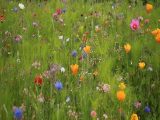  1736778-10042annonce120230302ZTFQX.jpeg Maisons Open