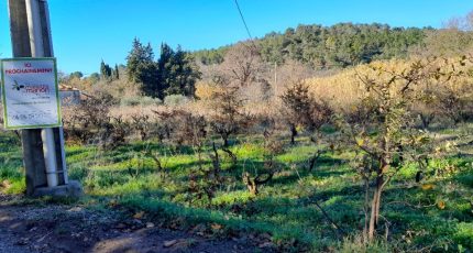 Pierrefeu-du-Var Terrain à bâtir - 1764036-10746annonce120240112stcMa.jpeg Maisons Open