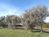  1798249-9917annonce120240226Es7OE.jpeg Maisons Open