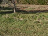  1814133-9917annonce120240315MSZXf.jpeg Maisons Open