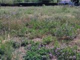  1760257-4671annonce1202401094t8KR.jpeg Maisons Open