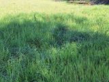  1845490-9555annonce220240426tkFZu.jpeg Maisons Open