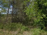  1876662-7054annonce220240611iUh0V.jpeg Maisons Open