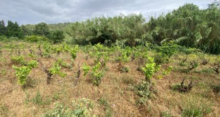 Pierrefeu-du-Var Terrain à bâtir - 2054549-11136annonce220250117JsFUx.jpeg Maisons Open
